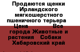 Продаются щенки Ирландского мягкошерстного пшеничного терьера › Цена ­ 30 000 - Все города Животные и растения » Собаки   . Хабаровский край